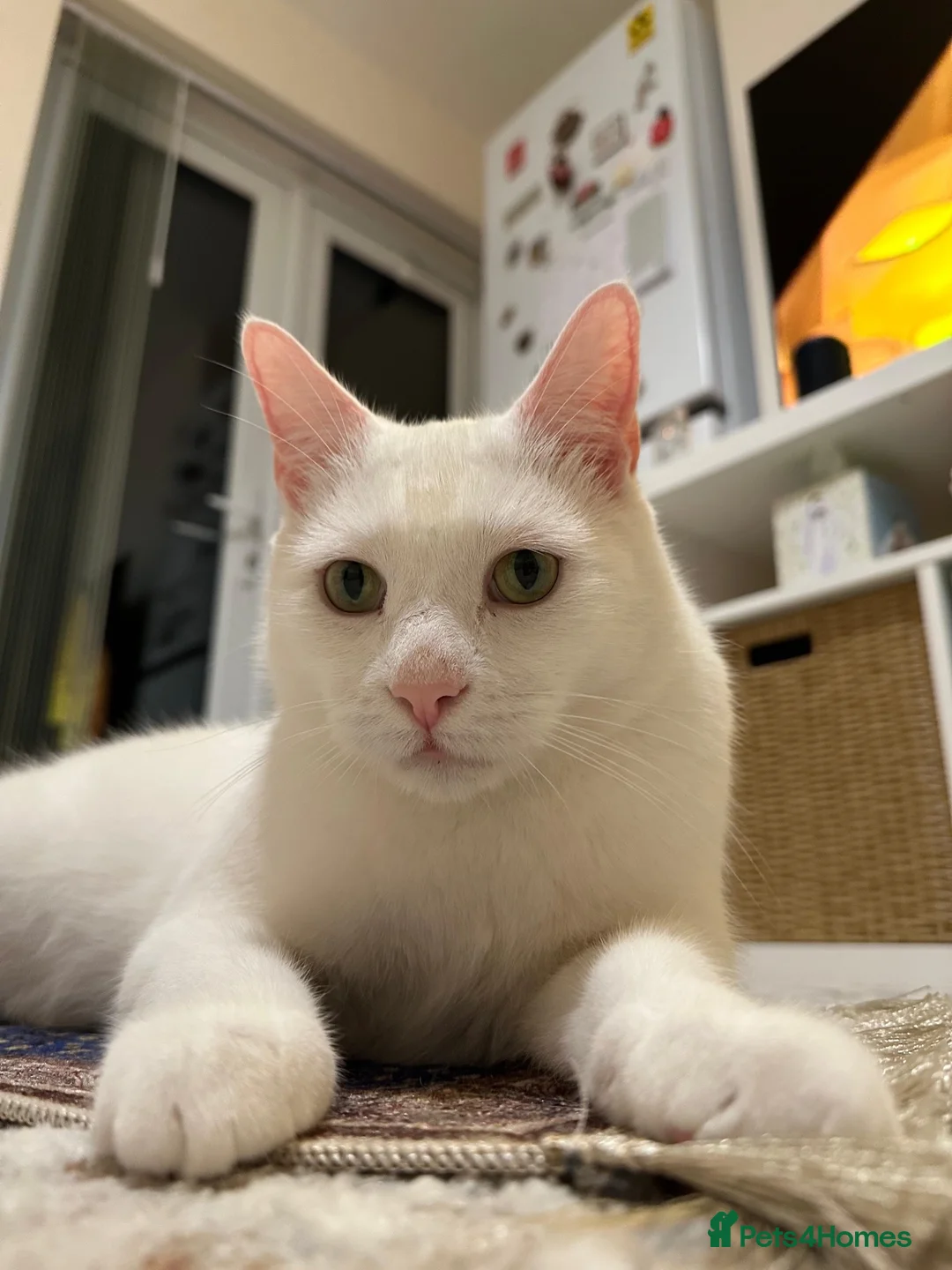 Mixed Breed cats for sale: Male Cats Looking for a Forever Home - Advert 6