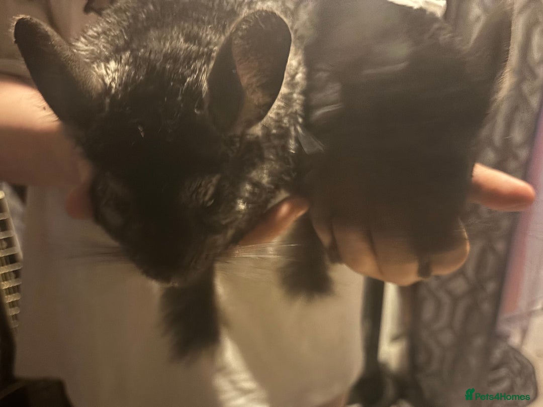 Chinchilla rodents for sale: 2 chinchillas with set up - Advert 4