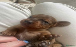 Dachshund dogs for sale: Dachshund tweenies for sale - Image 24