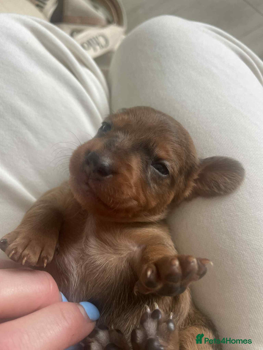 Dachshund dogs for sale: Dachshund tweenies for sale - Image 24