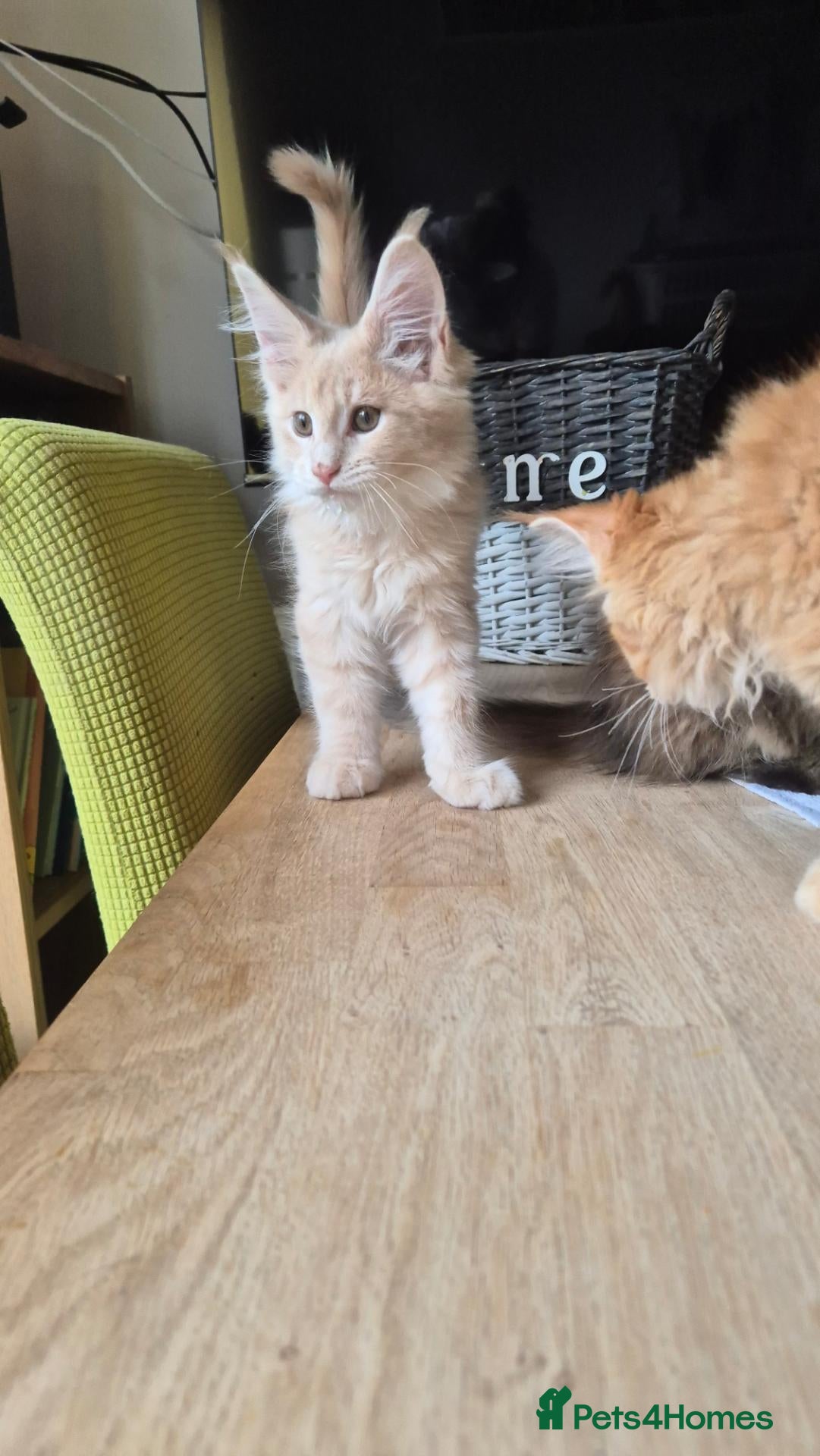 Maine Coon cats Pure Maincoon **only two left** - Advert 16