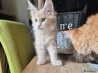 Maine Coon cats Pure Maincoon **only two left** - Advert 16