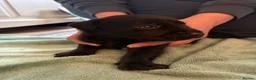 Labrador Retriever dogs for sale: Gorgeous fox red/ black kc Labrador puppies 🐶  - Advert 8