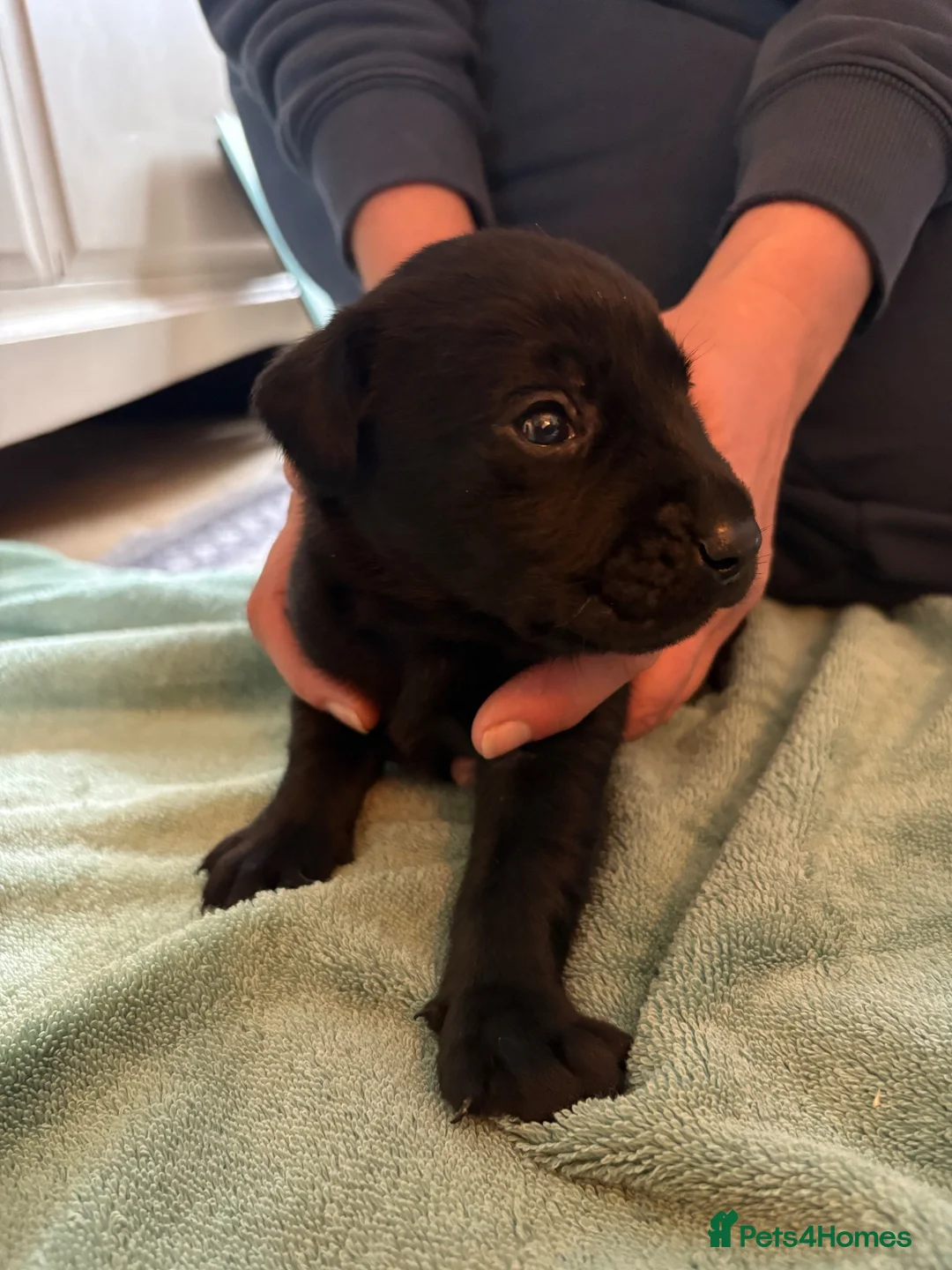 Labrador Retriever dogs for sale: Gorgeous fox red/ black kc Labrador puppies 🐶  - Advert 8