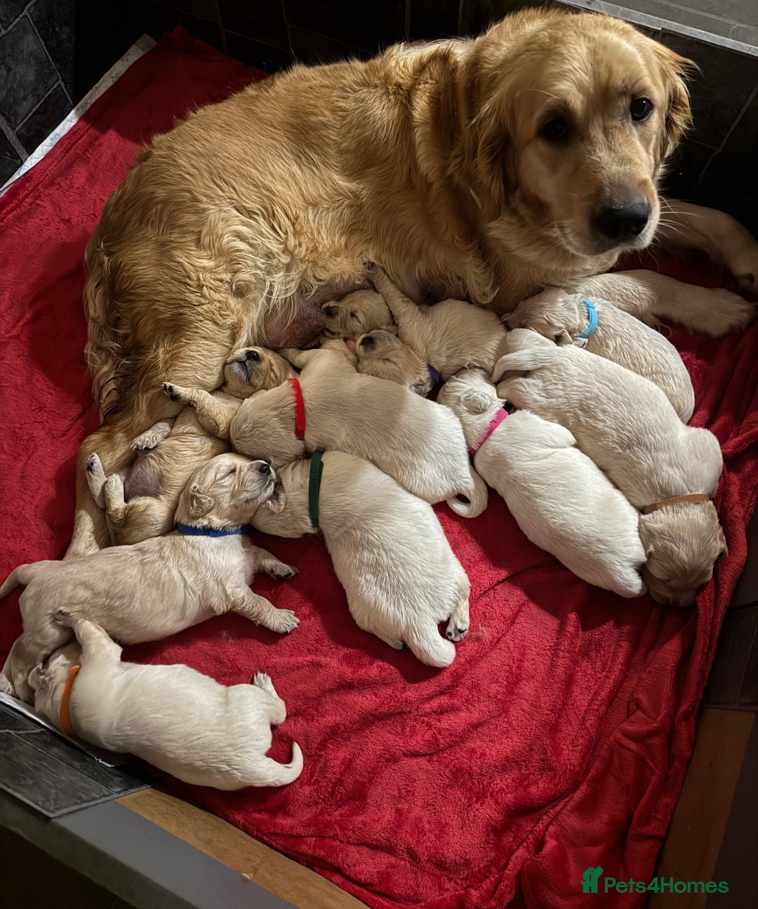 Golden Retriever dogs for sale: Golden Retriever Pups - Advert 1