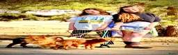 Mixed Breed dogs for sale: Cocker-Pomeranian  - Advert 5