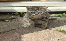 Domestic Shorthair cats for sale: 4 kittens, short haired - Image 5