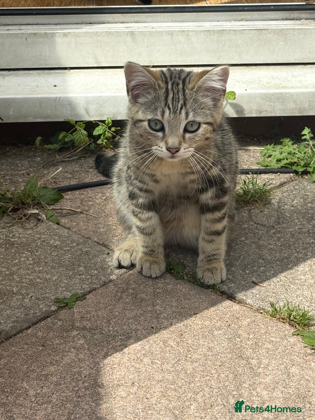 Domestic Shorthair cats for sale: 4 kittens, short haired - Image 5