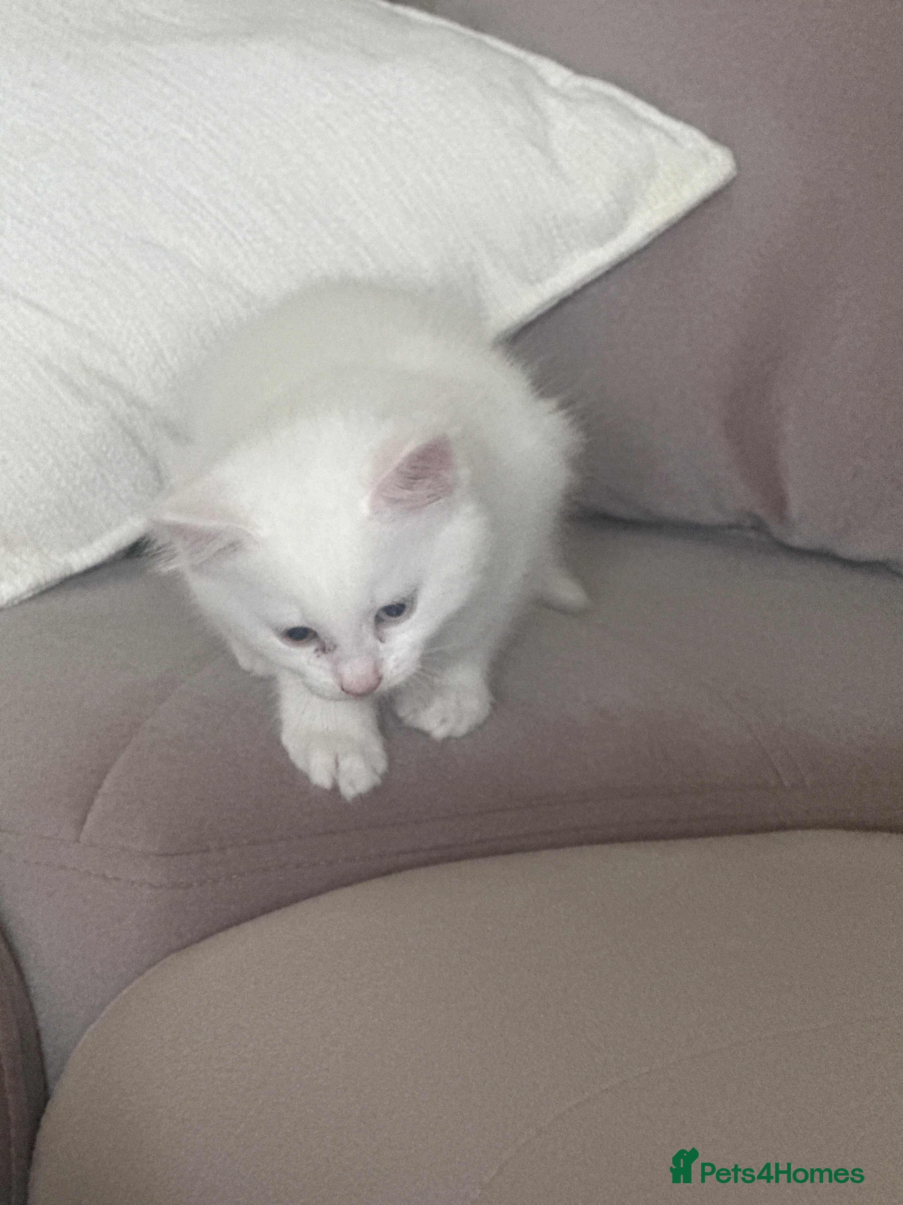 Mixed Breed cats Two beautiful kittens for sale  - Advert 18