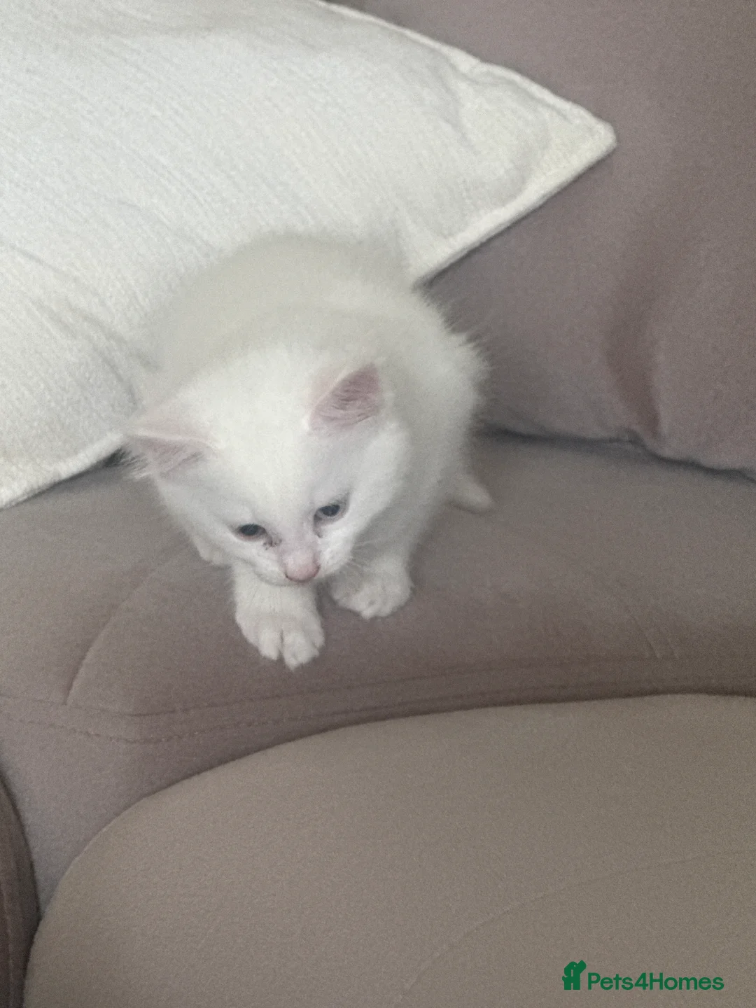 Mixed Breed cats for sale: Two beautiful kittens for sale  in Isleworth - Advert 2