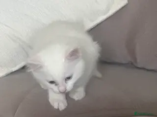 Mixed Breed cats Two beautiful kittens for sale - Advert 18