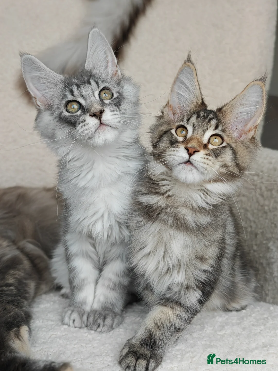 Maine Coon cats for sale: Full pedigree Maine Coon kittens - Advert 16