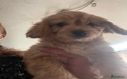 Mixed Breed dogs for sale: Toy Cockapoo puppies - Image 17