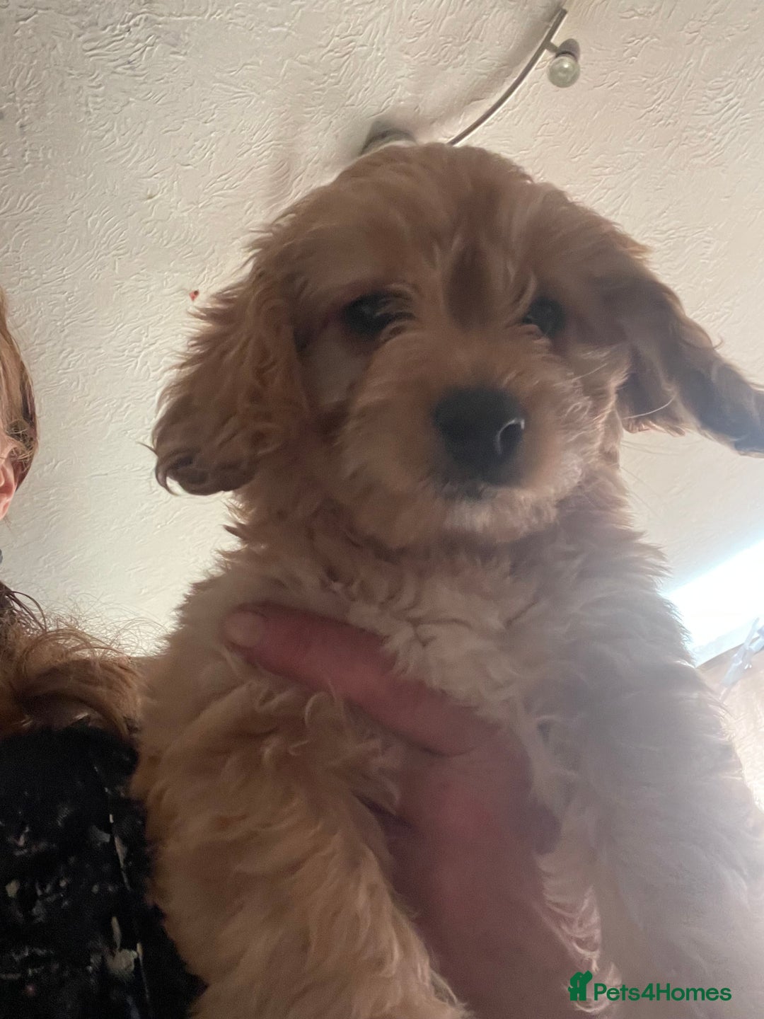 Mixed Breed dogs for sale: Toy Cockapoo puppies - Image 17