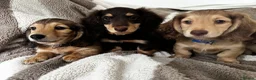 Miniature Dachshund dogs for sale: Miniature dachshund puppies longhaired in Hayling Island - Advert 5