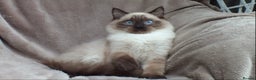 Ragdoll cats for sale: 2 RAGDOLL KITTENS TO GO TOGETHER CHAMPION IMP BL - Advert 30