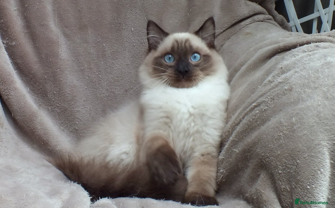 Ragdoll cats for sale: 2 RAGDOLL KITTENS TO GO TOGETHER CHAMPION IMP BL - Advert 30