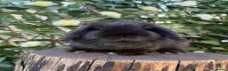 Mini Lop rabbits for sale: Female Mini Lop • Searching for Pet Only Home - Advert 3