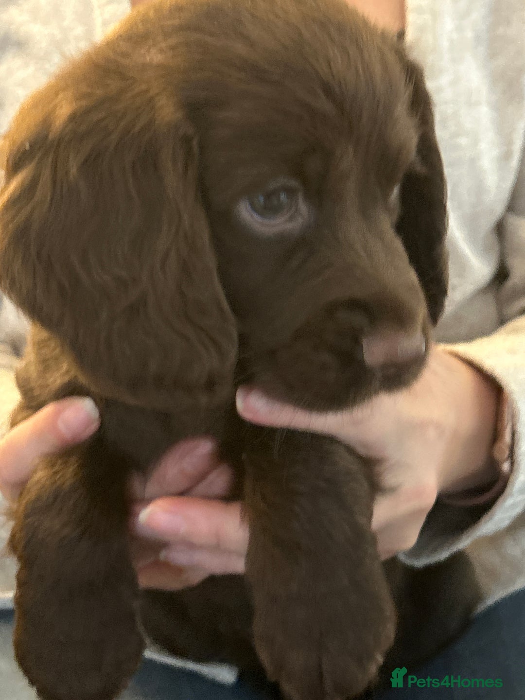 Cocker Spaniel dogs for sale: Chocolate Cocker Spaniel’s  in Crook - Image 16