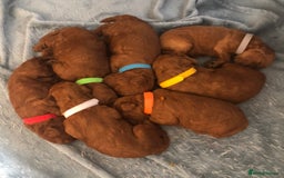 Toy Poodle dogs for sale: Beautiful Red Poodle Puppies - Image 2