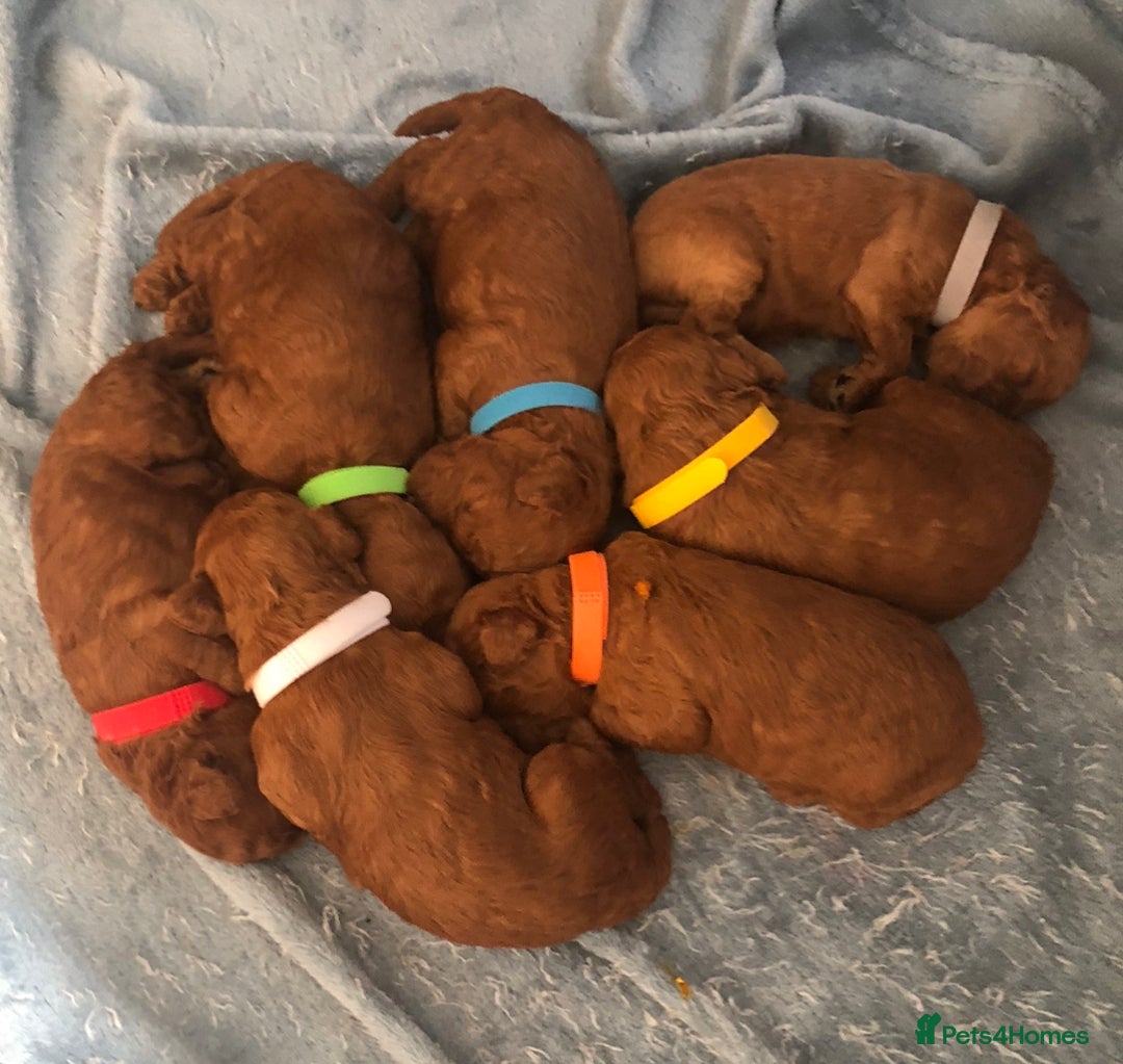 Toy Poodle dogs for sale: Beautiful Red Poodle Puppies - Image 2