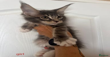 Maine Coon cats - Advert 2