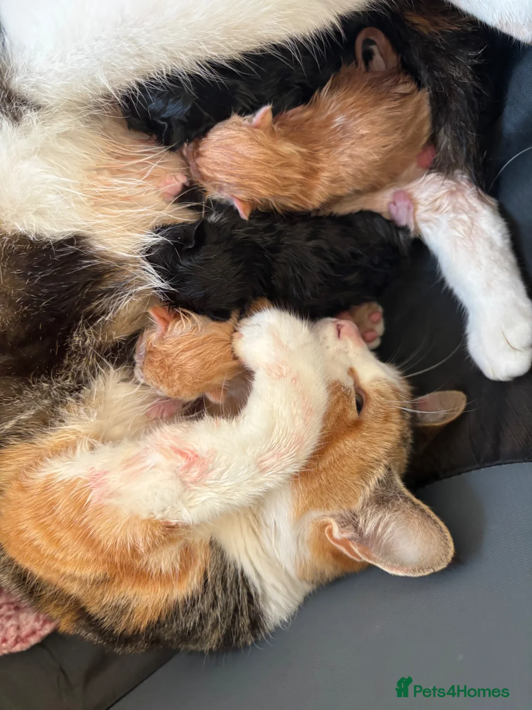 Mixed Breed cats for sale: 4 beautiful kittens 2 male 2 female  in Treharris - Advert 5