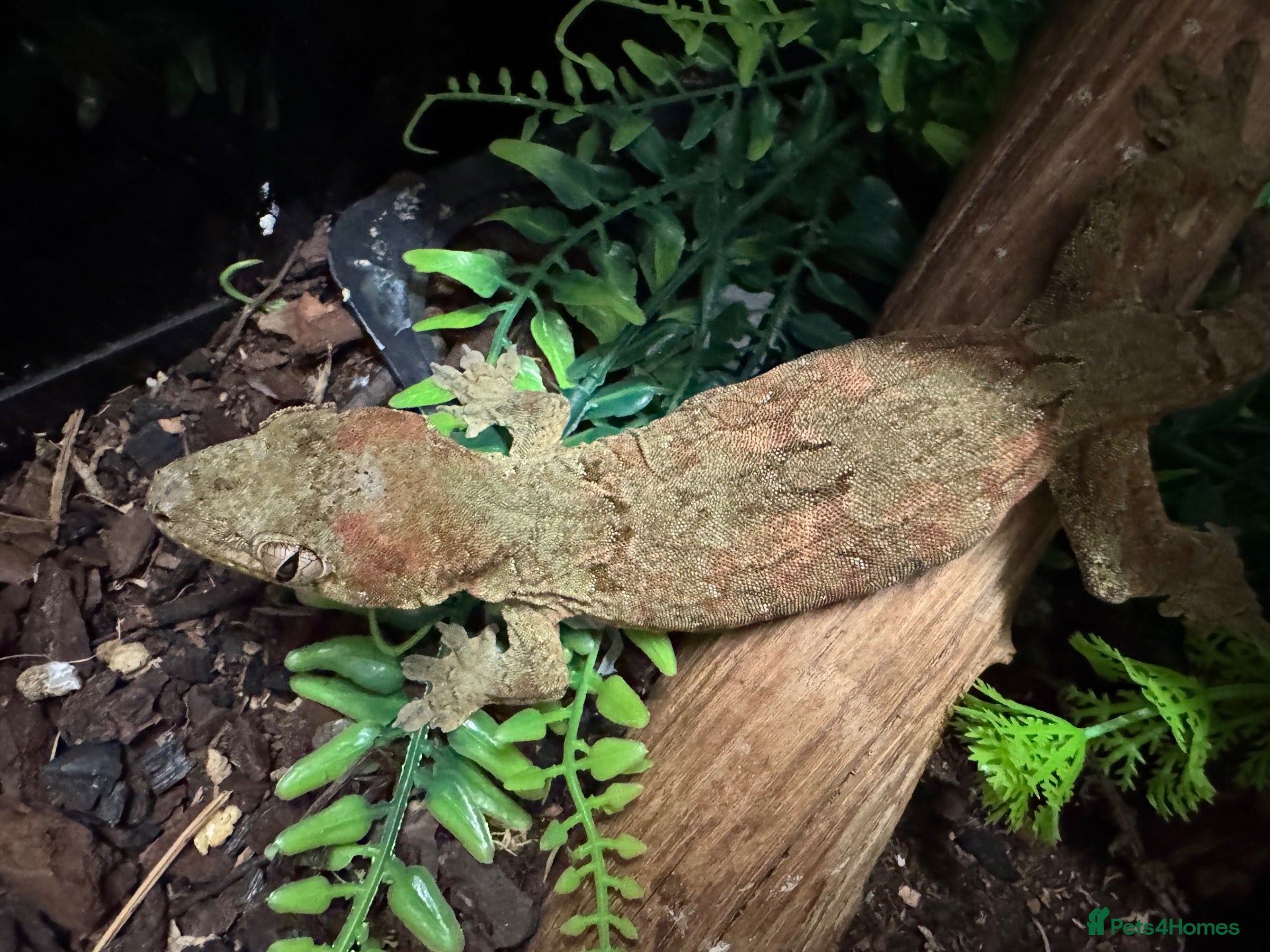 Gecko reptiles Chahoua Mossy Gecko - Advert 1