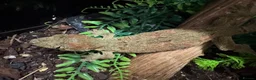 Gecko reptiles for sale: Chahoua Mossy Gecko - Advert 1