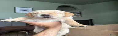 Labrador Retriever Puppy 2
