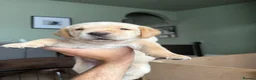 Labrador Retriever dogs for sale: KC Reg Fox Red / Blonde  Lab Puppies – Home Reared - Advert 33