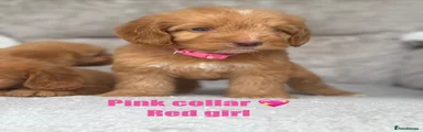 Cockapoo 6
