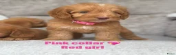 Cockapoo dogs for sale: F1 health tested cockapoo puppies - Advert 7
