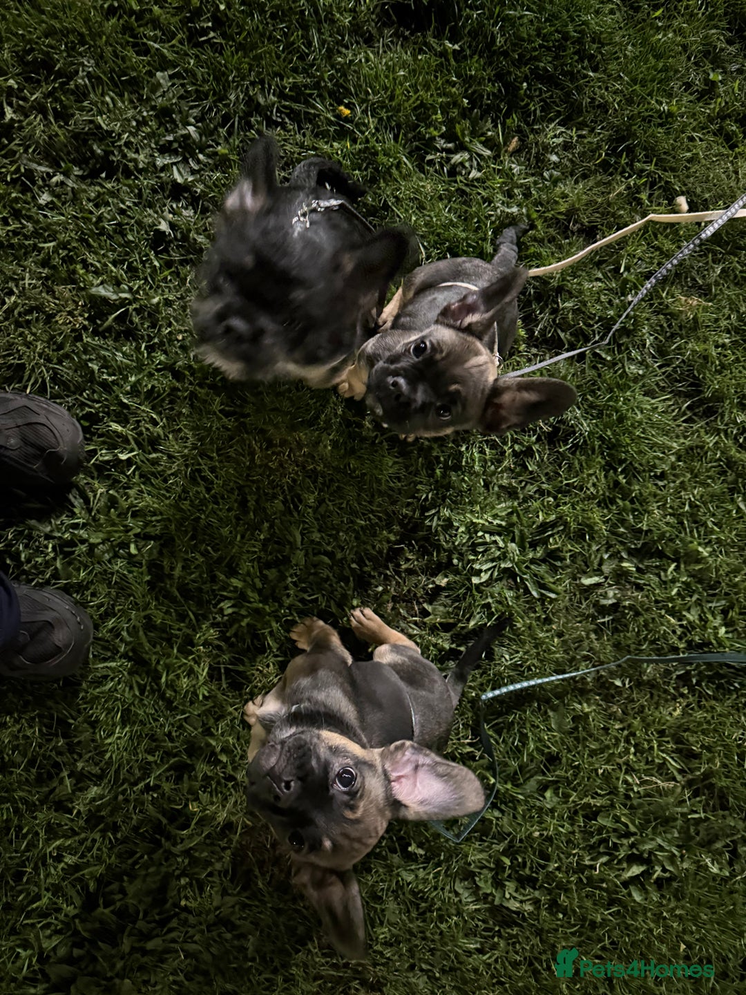 Mixed Breed dogs for sale: french bull dog x carin terrier girls x - Image 2