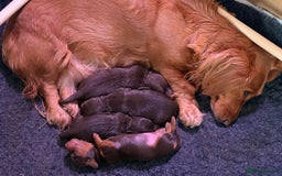 Miniature Dachshund dogs for sale: Gorgeous Long Haired KC Miniature Dachshunds - Image 21