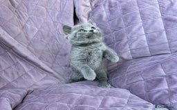 British Shorthair cats for sale: British shorthair kittens🐻🐻‍❄️🐻🐻‍❄️🐻🐻‍❄️ - Image 19