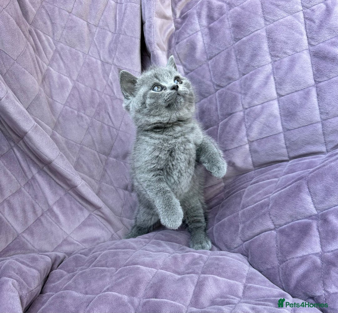 British Shorthair cats for sale: British shorthair kittens🐻🐻‍❄️🐻🐻‍❄️🐻🐻‍❄️ - Image 19