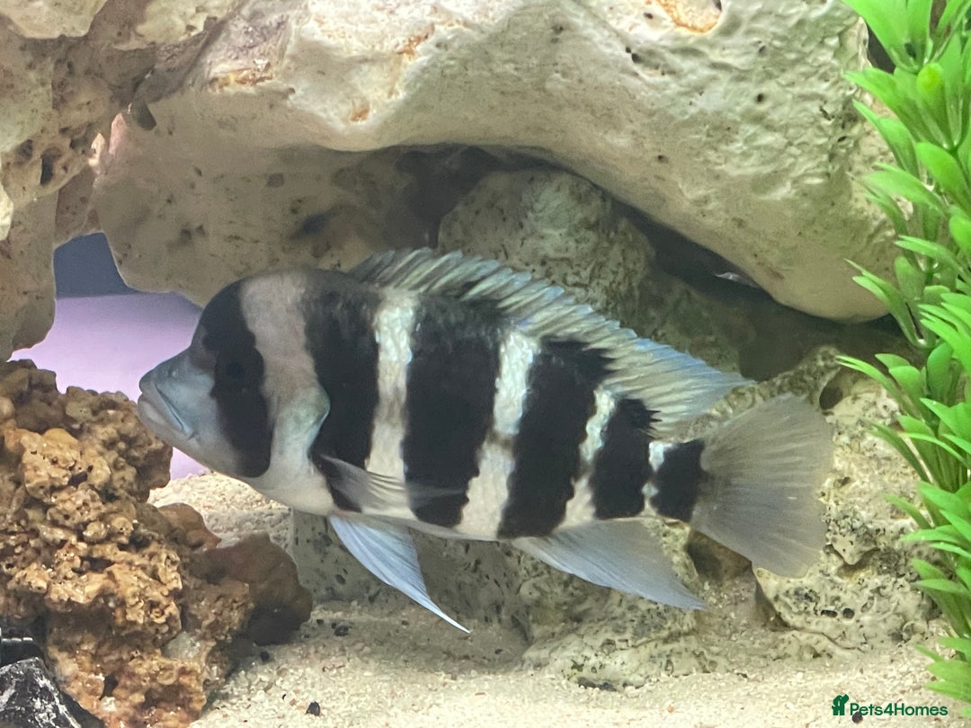 Cichlids fish for sale: Forntosa - Image 1