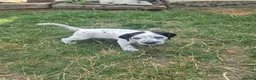 Mixed Breed dogs for sale: READY NOW 2 boys Sprollie x Dalmatian pups - Advert 25