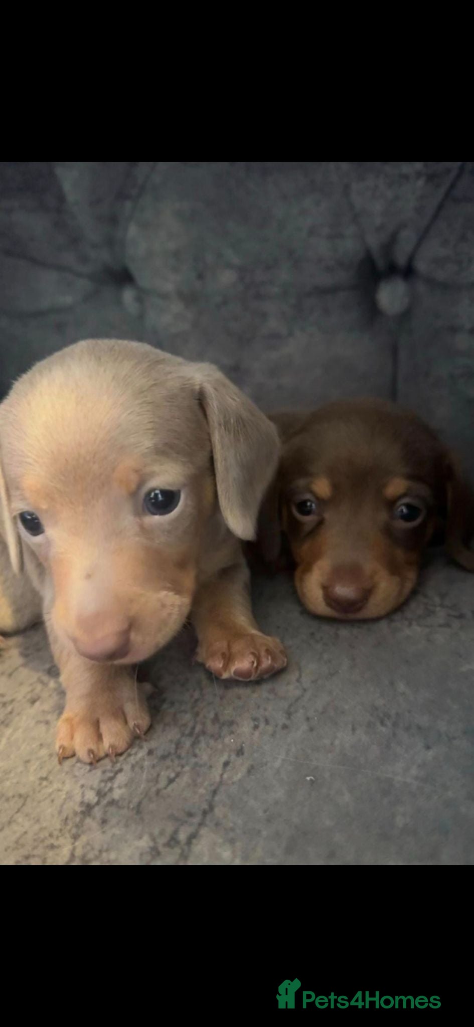 Miniature Dachshund dogs 2 miniture dachshunds 1 boy 1 girl - Advert 8