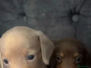 Miniature Dachshund dogs 2 miniture dachshunds 1 boy 1 girl - Advert 8