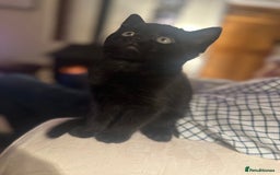 Domestic Shorthair cats for sale: Beautiful Fluffy Kittens - Advert 4