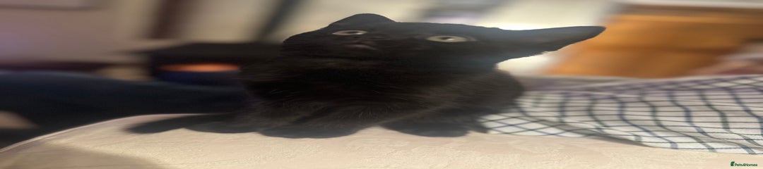 Domestic Shorthair Kitten 1