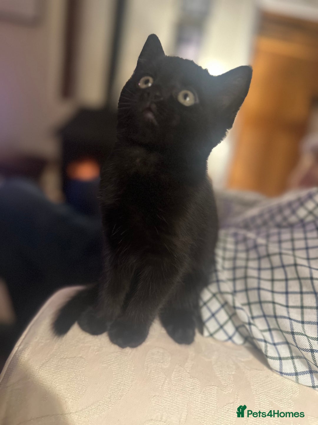 Domestic Shorthair cats for sale: Beautiful Fluffy Kittens - Advert 4