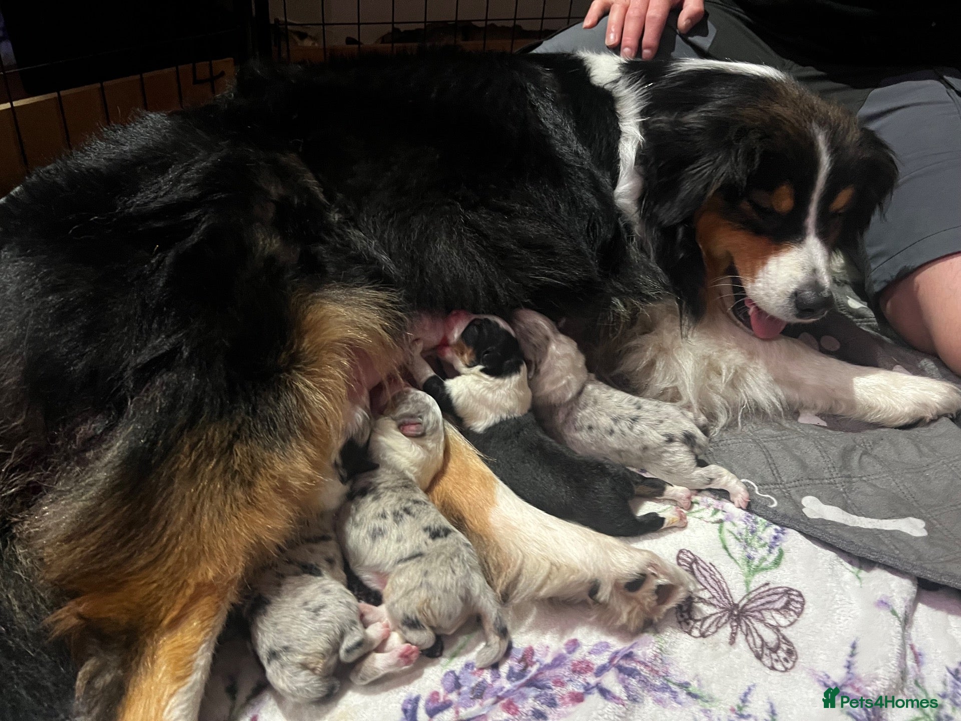 Australian Shepherd dogs Australian Shepherd puppies - Advert 5