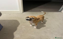 Lurcher dogs for sale: Lurcher pups  - Image 11