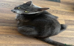 Mixed Breed cats for sale: 6 very fluffy grey kittens - Image 8