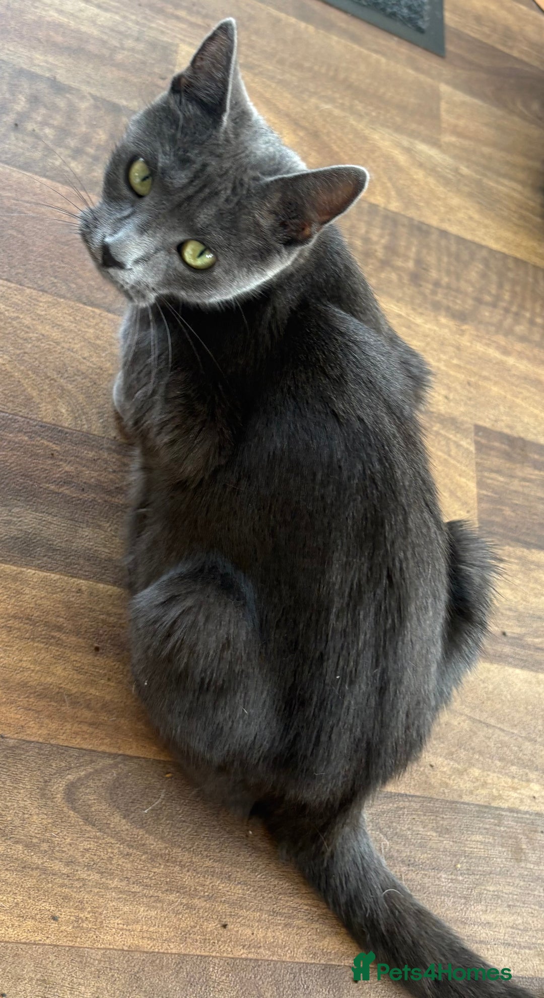 Mixed Breed cats for sale: 6 very fluffy grey kittens - Image 8
