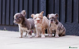 French Bulldog dogs for sale: Fluffy frenchies  - Image 11