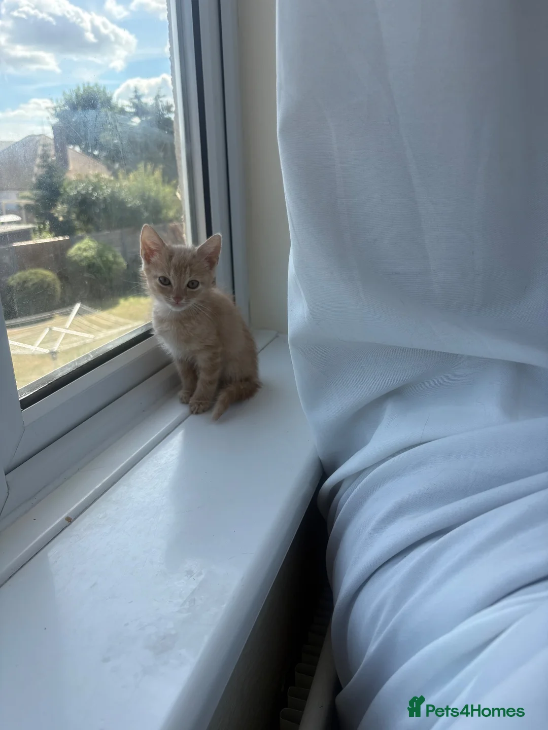 Mixed Breed cats for sale: Kitten Loki  in Birchington - Advert 3